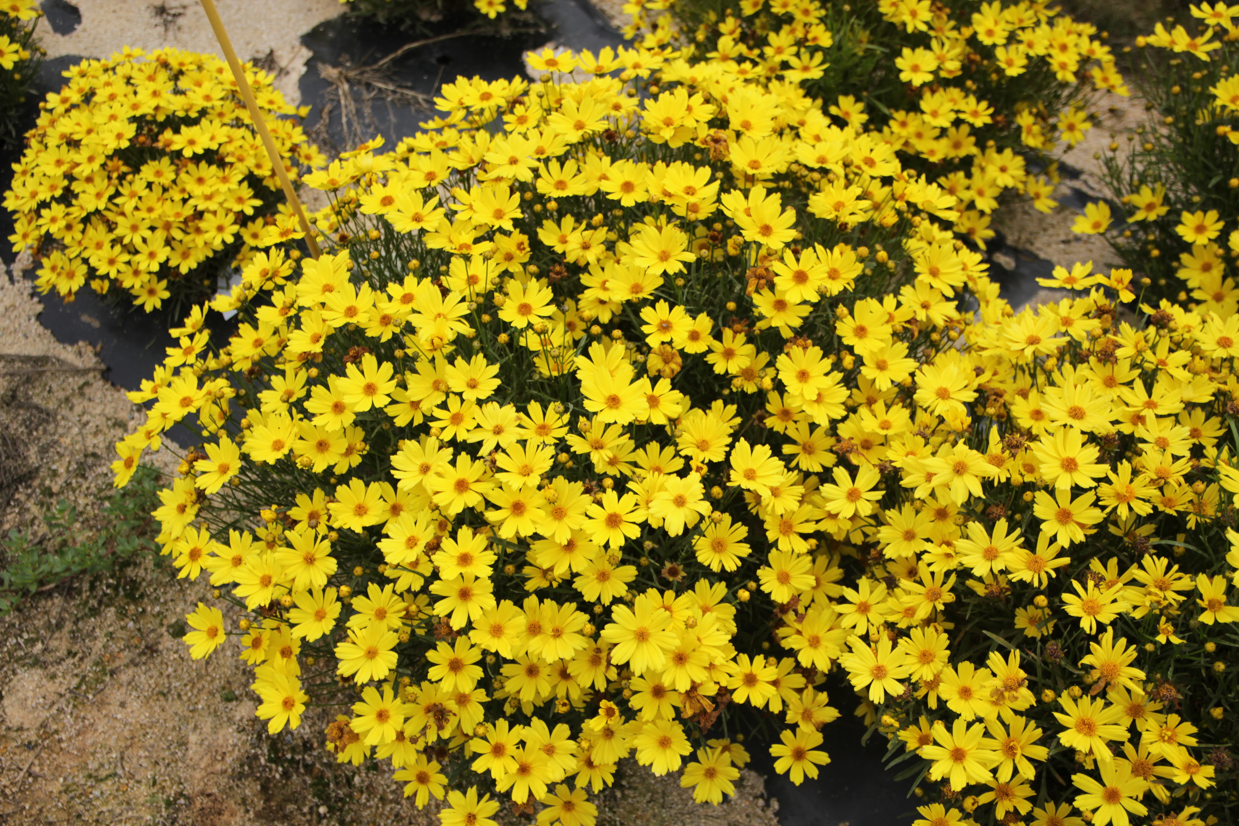 Coreopsis verticillata ‘Golden Ball 39’